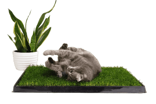 Kitty Grass Retreat